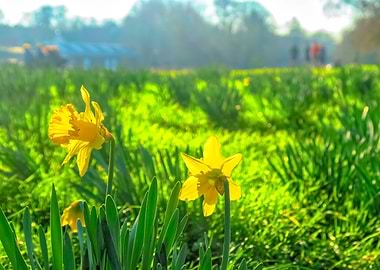 Daffodils at Springtime