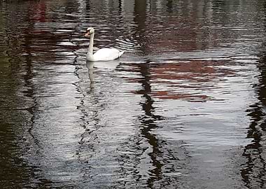 Swan on the lake 3