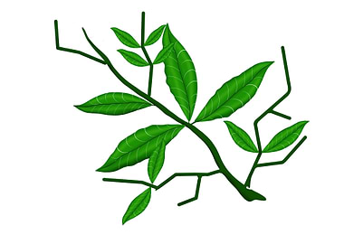 leaf of imagine this leaf