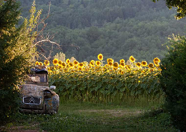 Sunflowers and 2CV