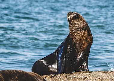Patagonian animals 2