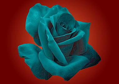 Black Rose on red