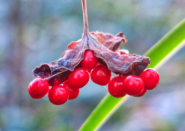 Last of The Winter Berries