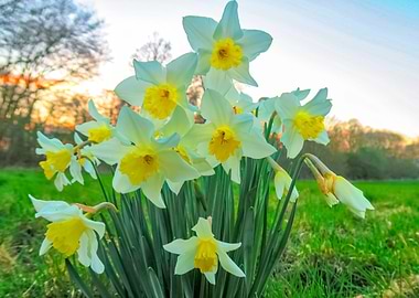 Daffodils at Springtime