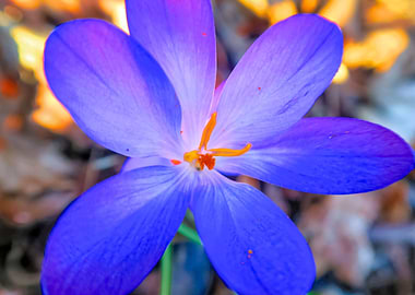 Purple Crocus Flowers