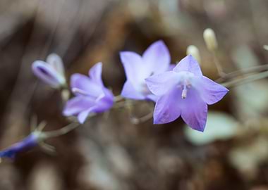 Purple Bell Flower Memory