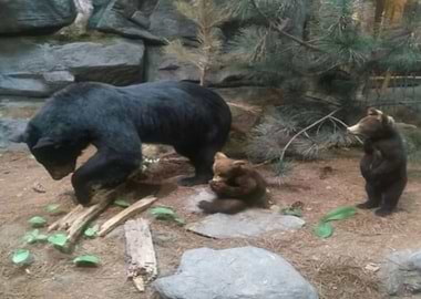 A Mama Bear and Cubs