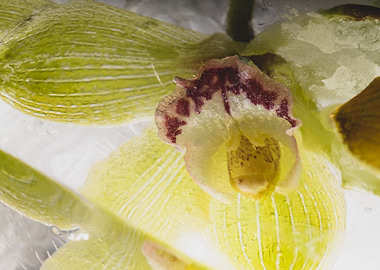 Fresh Orchidaceae in ice 3