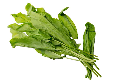 Green sour sorrel