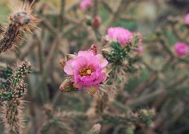 Pink Cactus Blossoms I