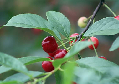 Cherries