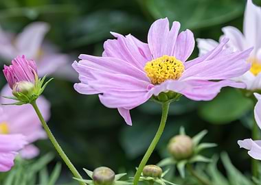 daisy in bloom in spring
