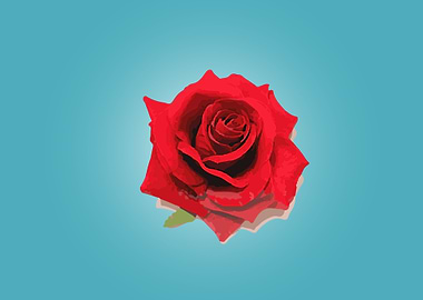 Red Rose