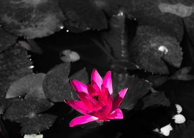 Let me bloom some color