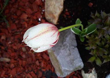 Tulip 5