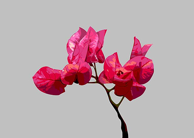 Flower Bougainvilla
