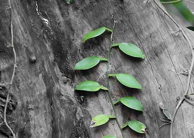 A plant growing with tree