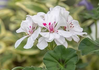 geranium in bloom