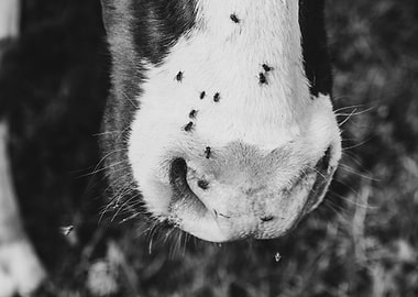 the flyes on the cow