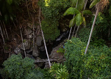 Rainforest Landscape