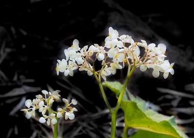 We are just beautiful