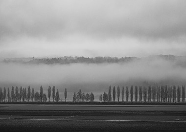 the trees and the fog