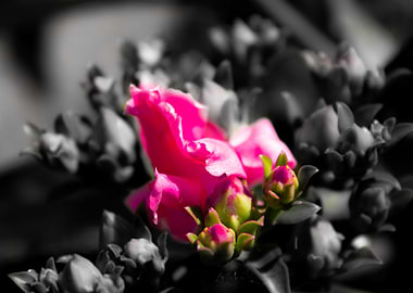 Petals like cotton candy 2