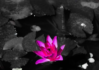 Let me bloom some color 2