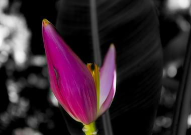 Banana tree flower 1