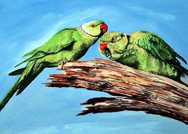 Rose ringed parakeet