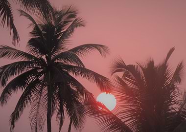 Palms and Sunrise