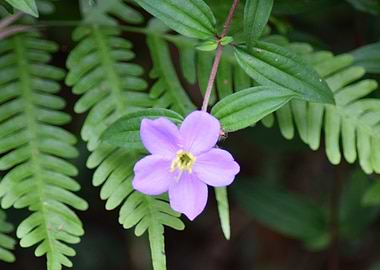 A cute little purple flowe