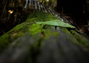 Rainforest Macro Log