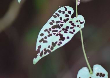 The leaf from natures cup