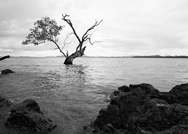 Tree growing in the sea