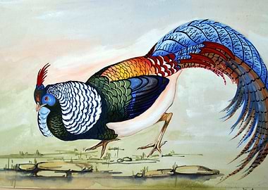 Himalayn Pheasant