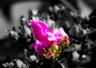 Petals like cotton candy 1