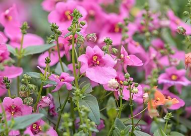 flower in the garden