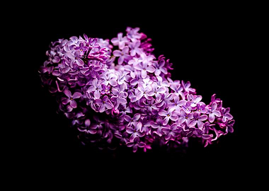 Lilac on black