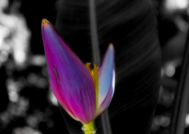 Banana tree flower 2