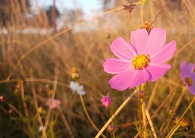 Pink Cosmos