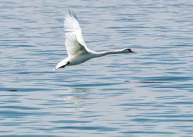 cute swan flying on lake