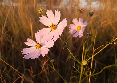 White Cosmos