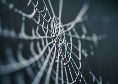 spider web