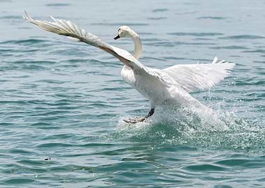 cute swan flying on lake