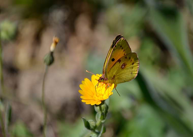 the delicacy of nature