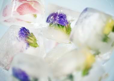 Flowers In Ice