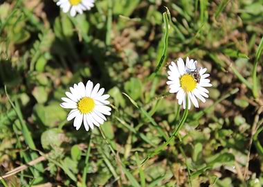 Daisy and a Fly