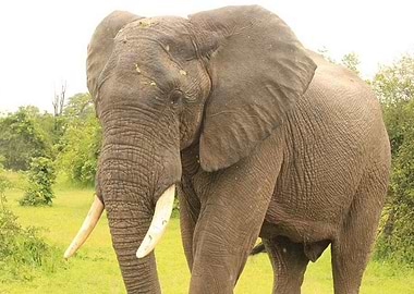 Great beauty great size