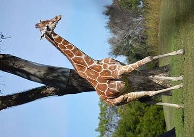 Giraffe